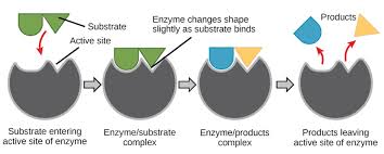 The induced fit model of enzymes states that both the enzyme and its substrate change shape when they interact. OpenStax, CC BY-SA